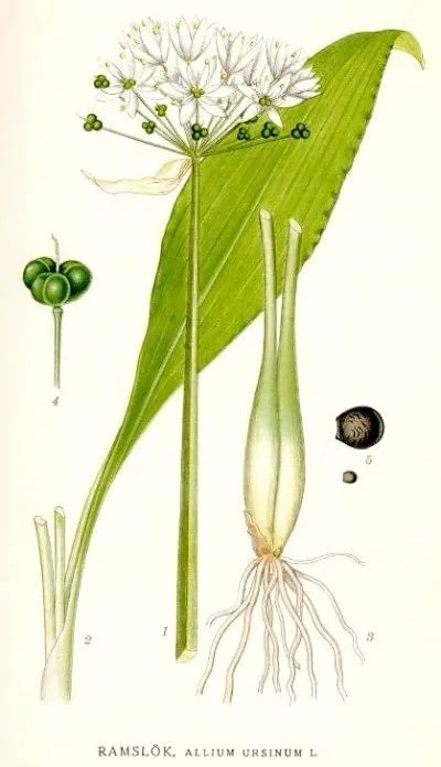 Medvedi Cesnek Suseni