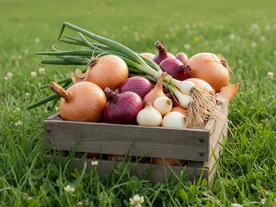 Různé druhy cibule.