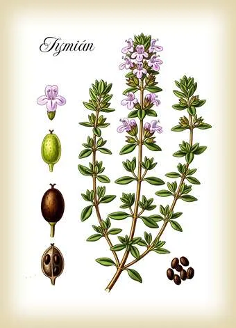 tymián