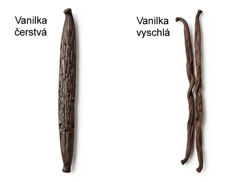 čerstvý vanilkový lusk vs. sušený