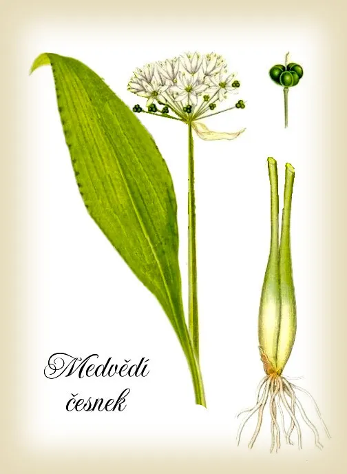 Botanický obrázek medvědího česneku