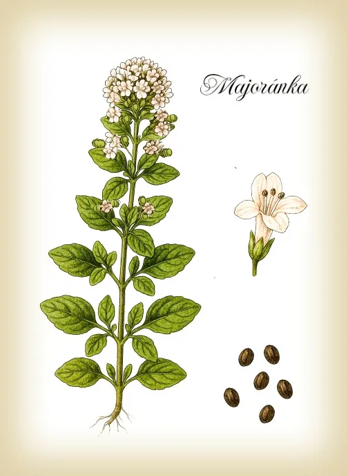 botanický obrázek majoránky