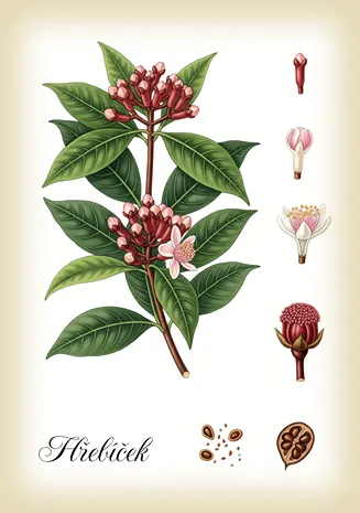 hřebíček rostlina