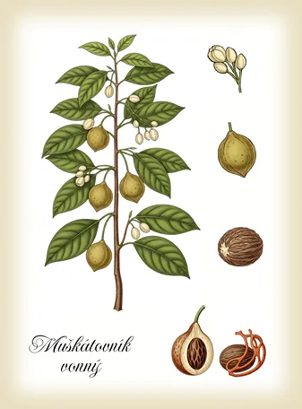 botanický obrázek muškátovníku