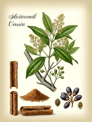 Botanický obrázek: skořicovník Cassia.