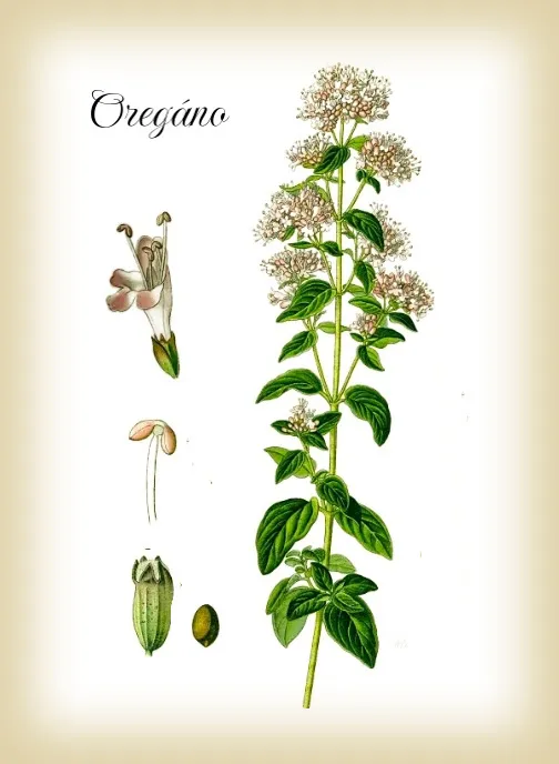 botanický obrázek oregana