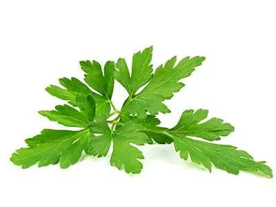 Petržel list.