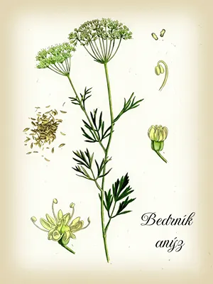 Botanický obrázek anýzu.