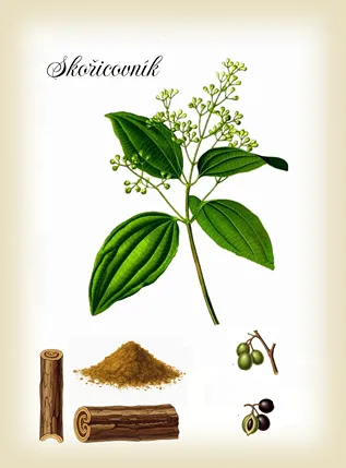 skořicovník