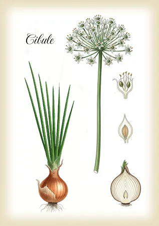 cibule kuchyňská