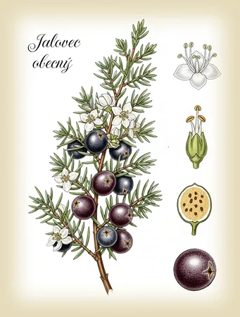 jalovec botanický obrázek