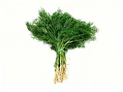 Čerstvý kopr.