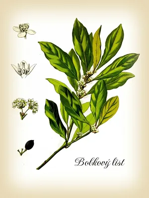 Bobkový list