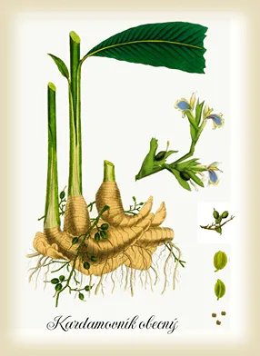 kardamovník obecný botanický obrázek