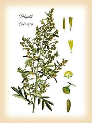 Pelyněk estragon botanický obrázek.