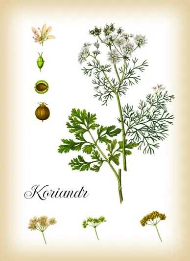 botanicky obrázek koriandru