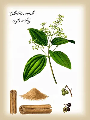 Botanický obrázek skořice cejlonské