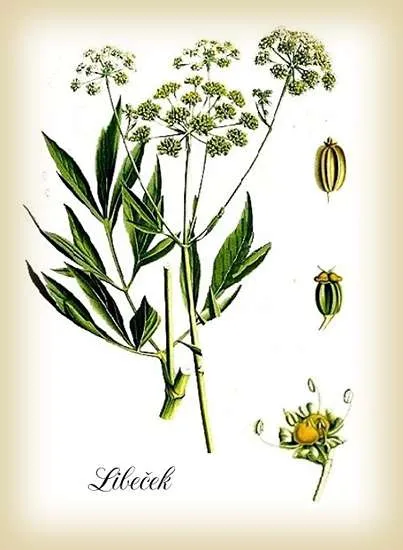 libeček