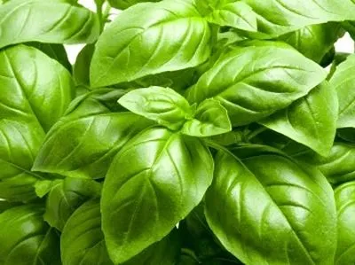 Čerstvá bazalka.